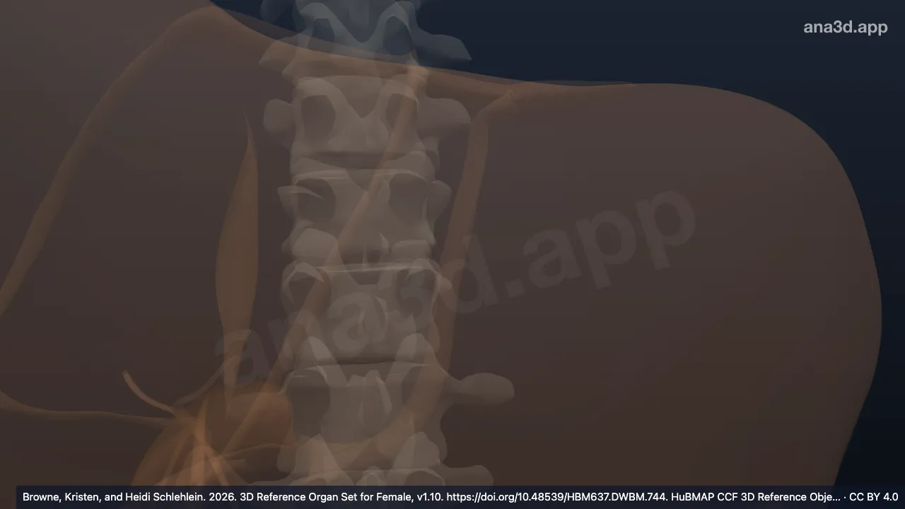 Modelo 3D: Impresión esofágica del hígado