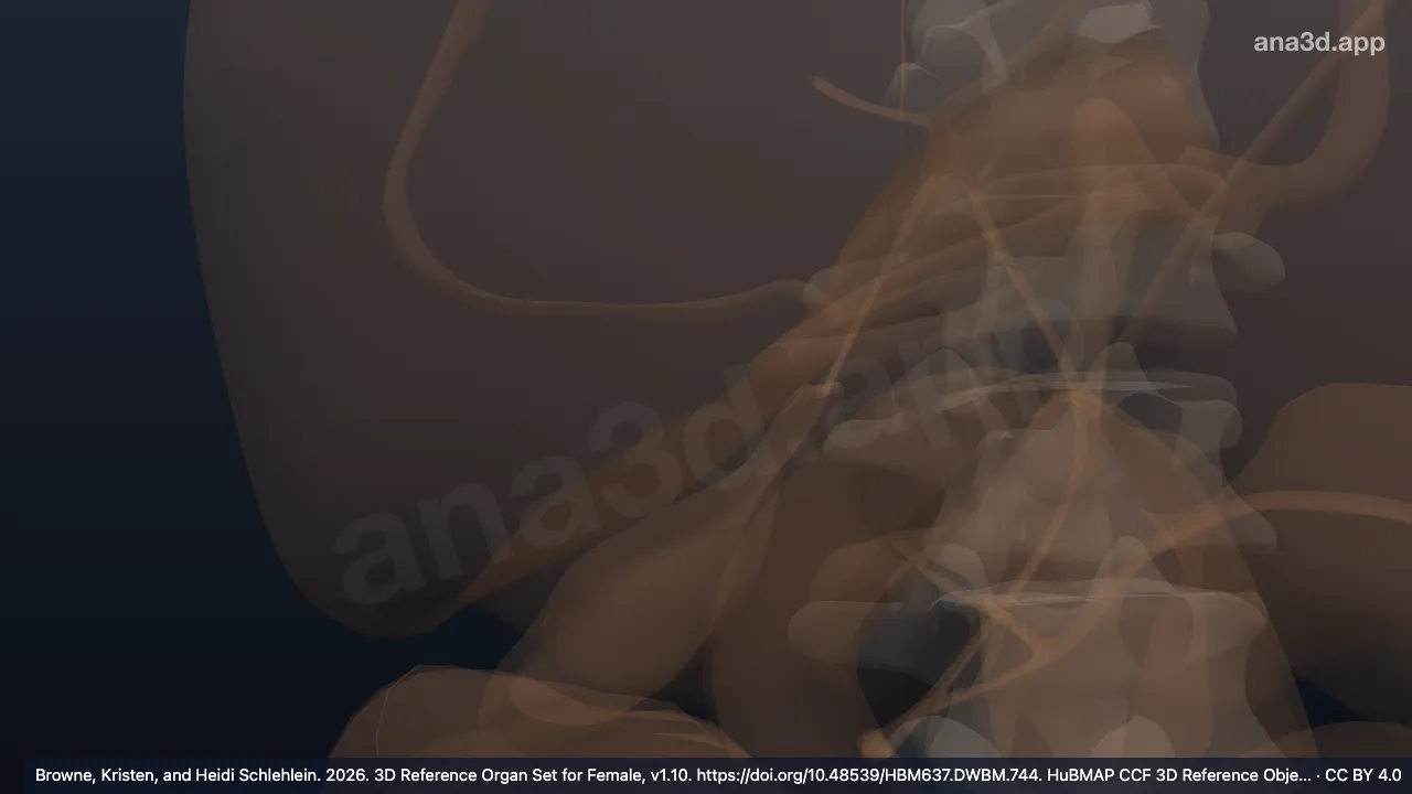 Modelo 3D: Impresión renal del hígado