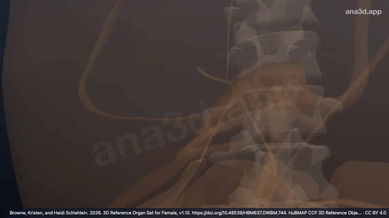 Modelo 3D: Impresión suprarrenal del hígado