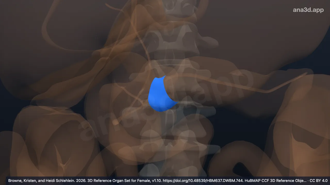 Modelo 3D: Colo do pâncreas