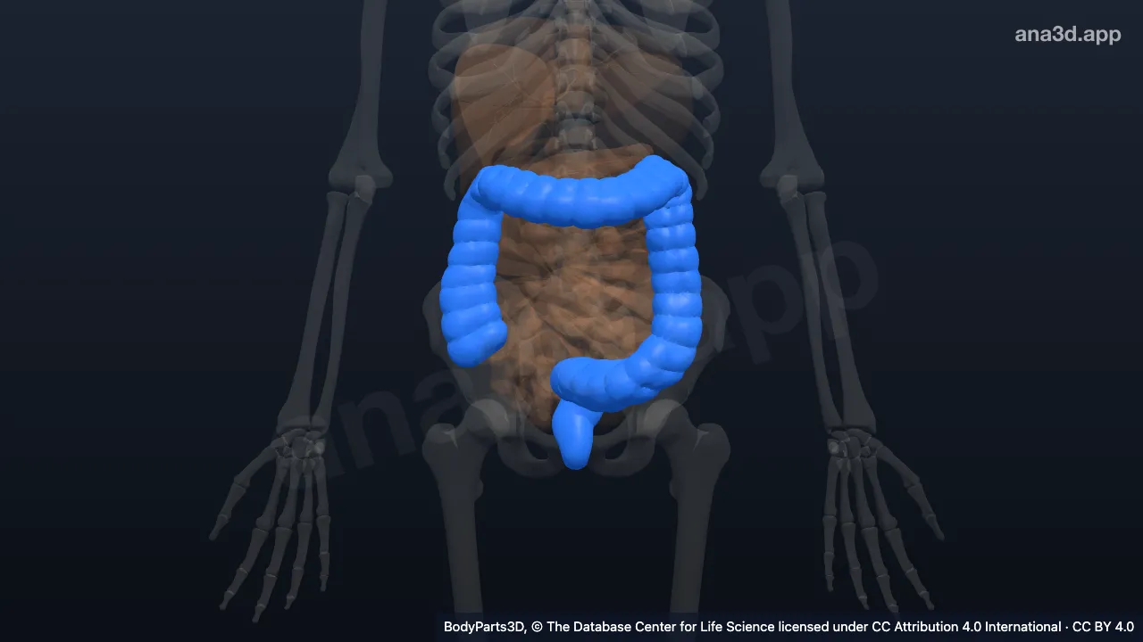 3D model: segment of large intestine