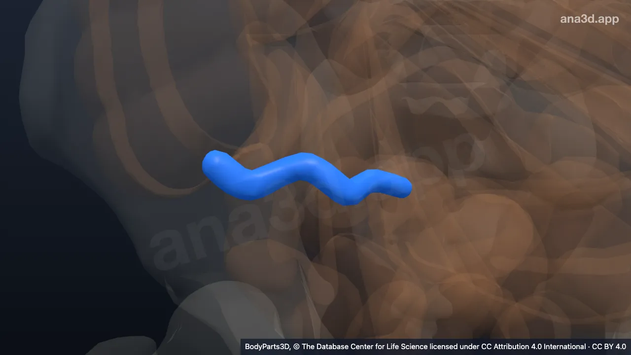 3D model: appendix