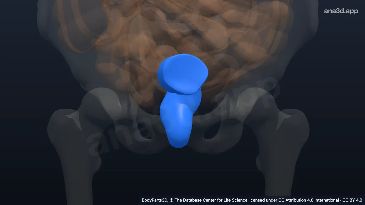 Modèle 3D : rectum