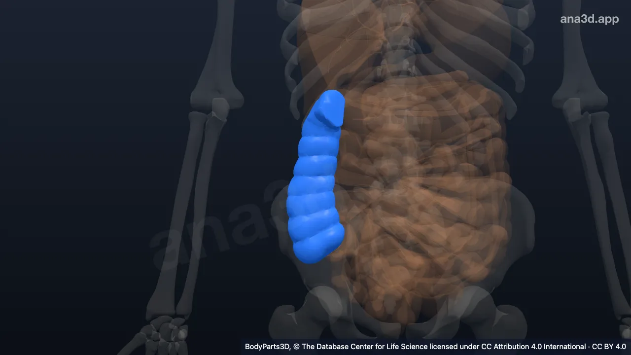 Modelo 3D: cólon ascendente