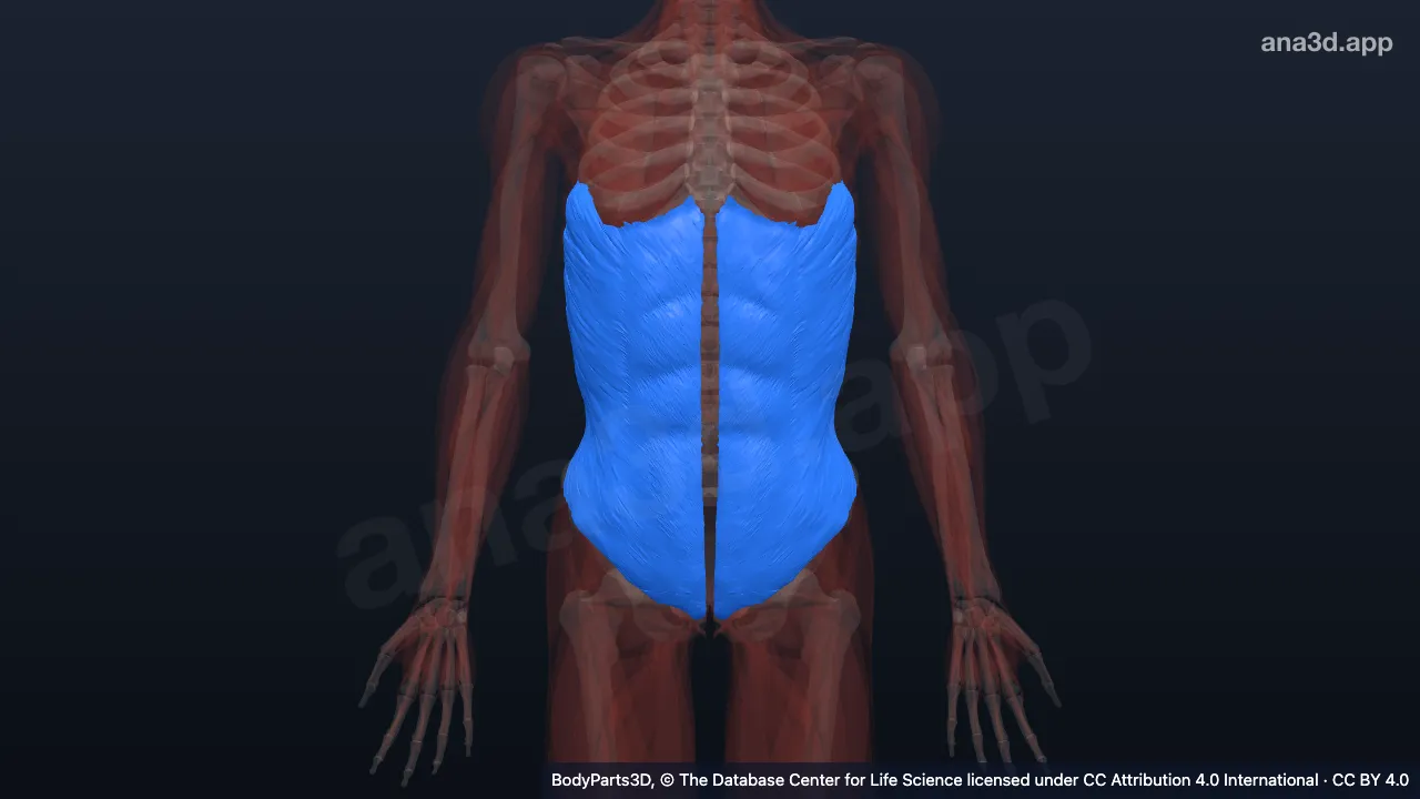 3D model: anterior abdominal wall