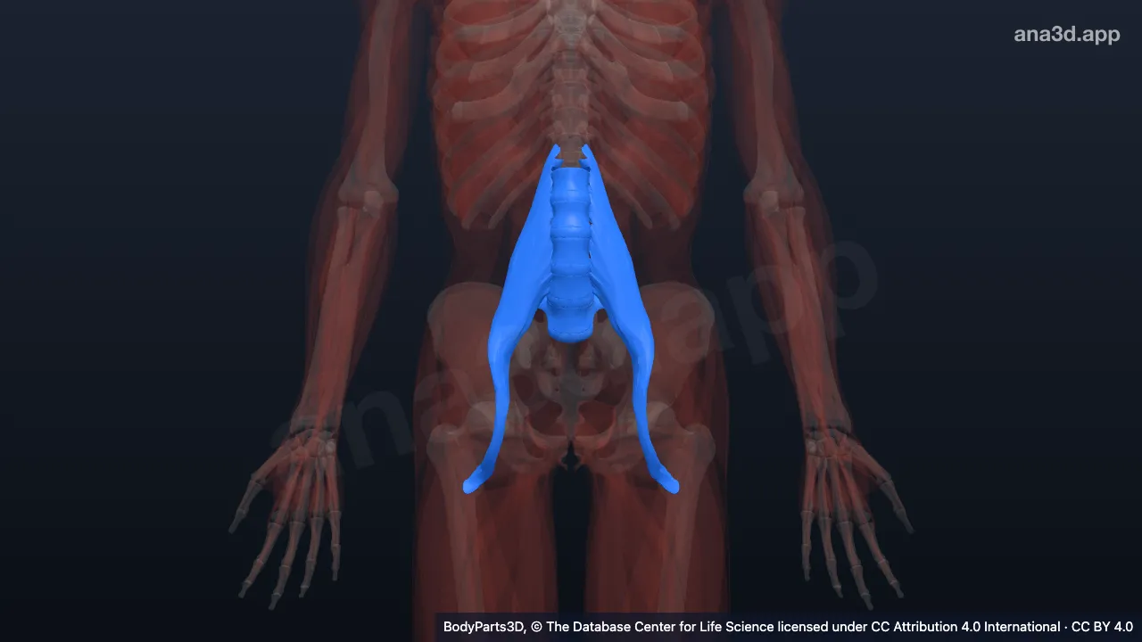 Modelo 3D: Parede posterior do abdome