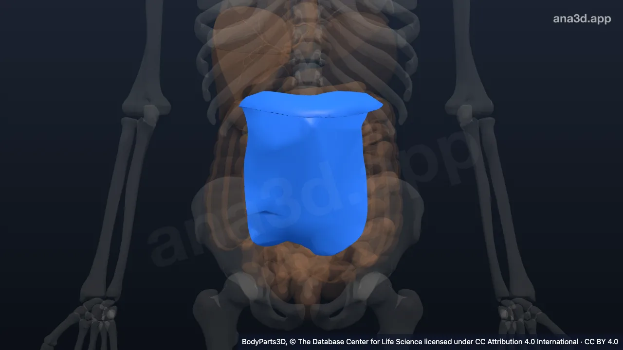 3D model: transverse mesocolon