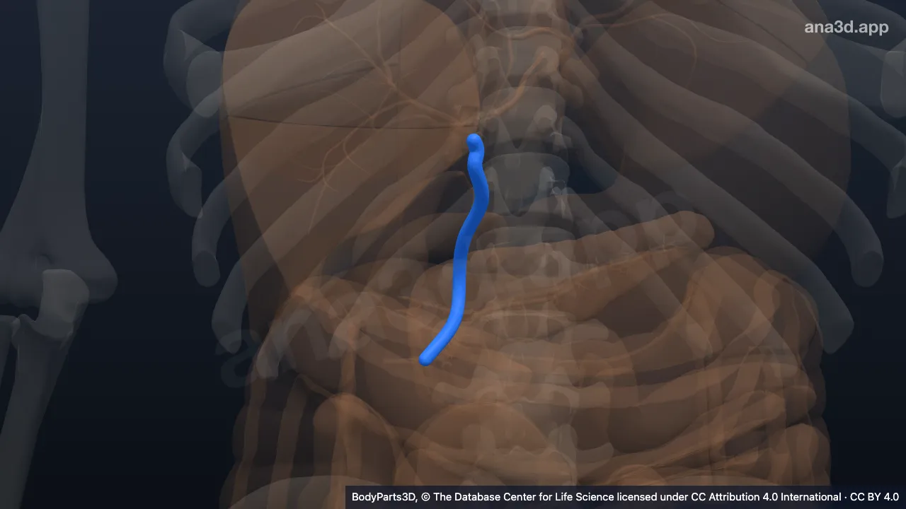 3D model: common hepatic duct
