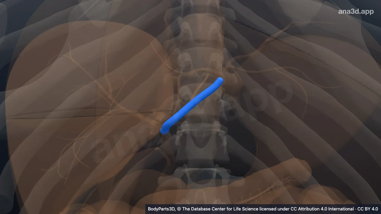 3D model: left hepatic duct
