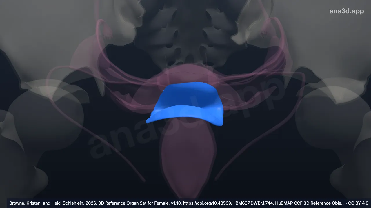 3D 模型：膀胱子宫陷凹