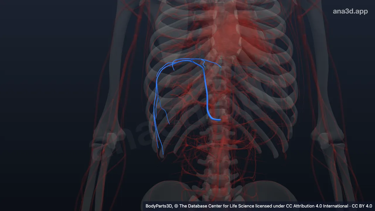 Modèle 3D : Artère phrénique inférieure droite