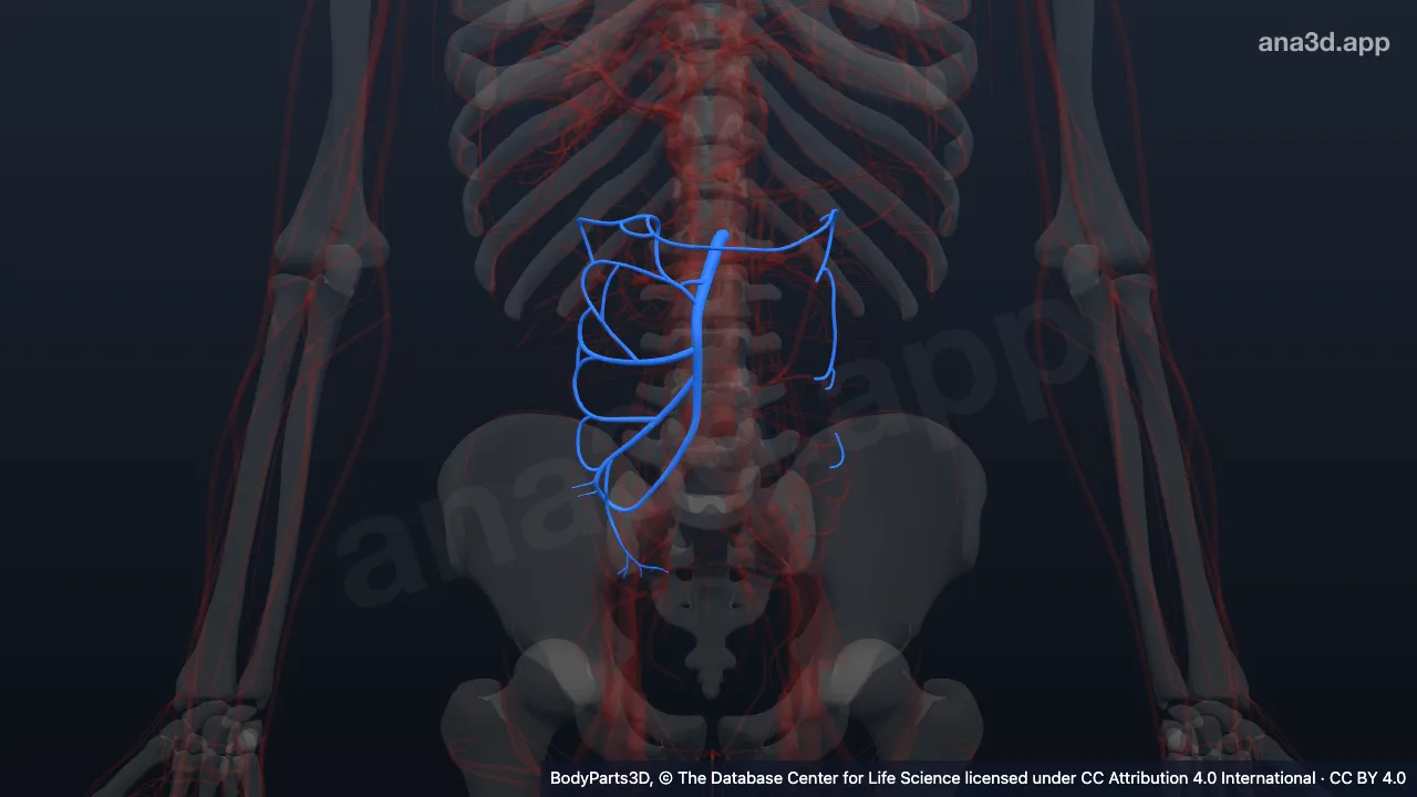 3D model: superior mesenteric artery
