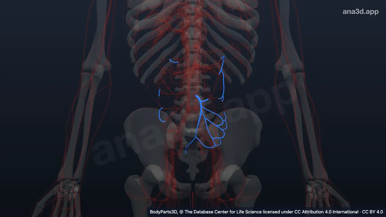 3D-Modell: Arteria mesenterica inferior