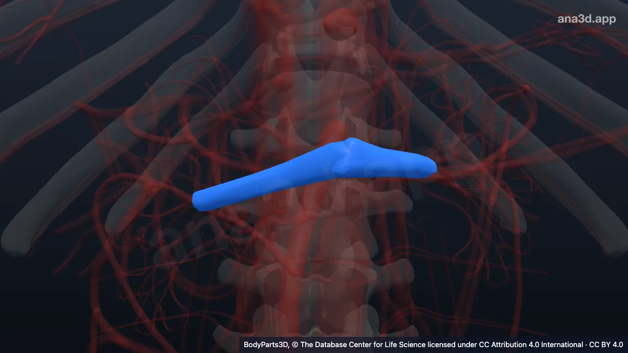 Modelo 3D: arteria renal