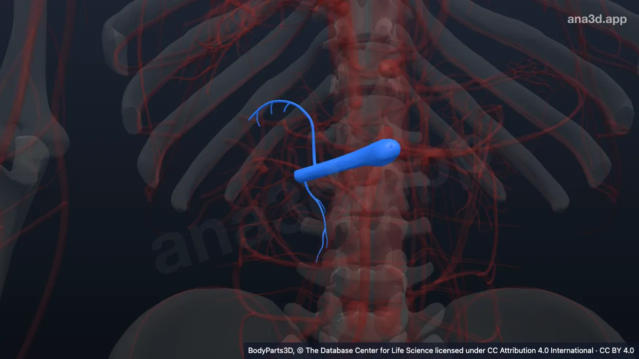 3D-Modell: Rechte Arteria renalis