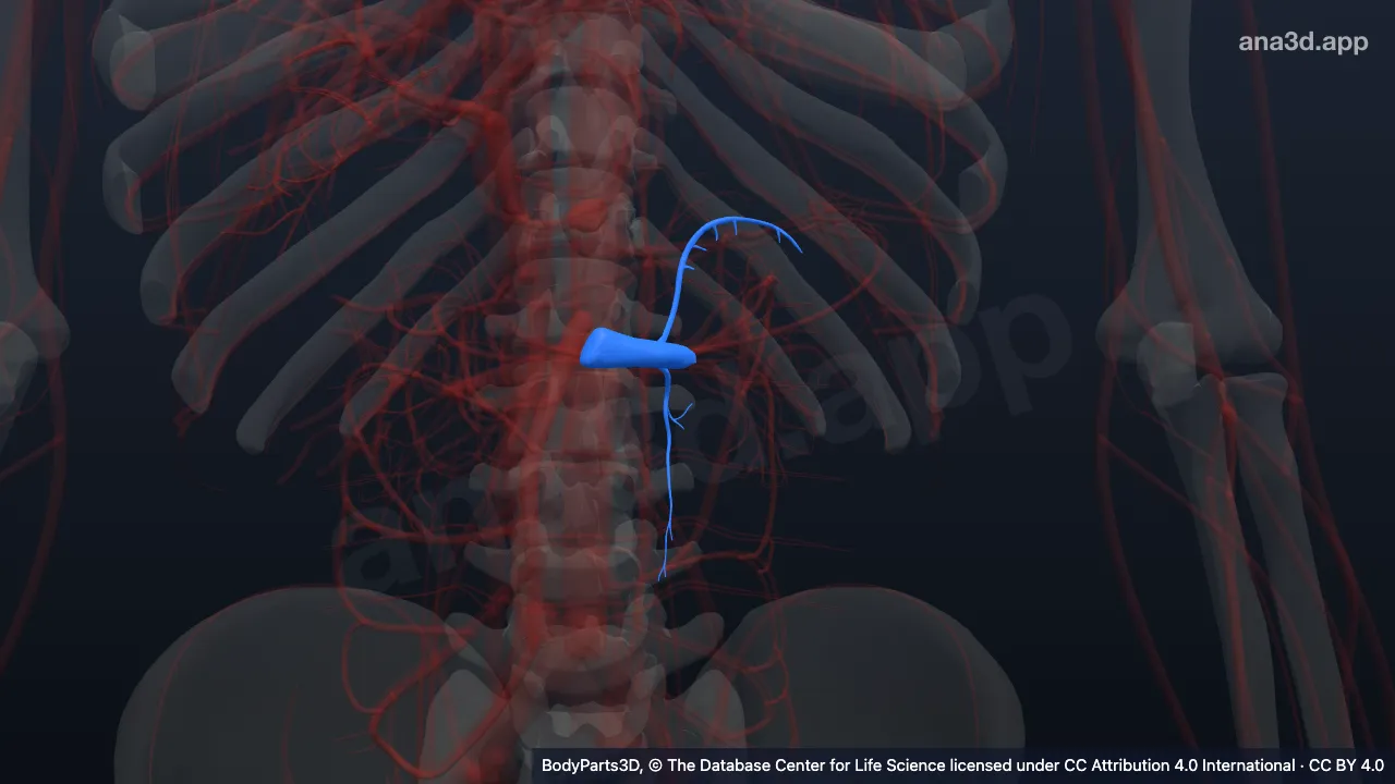 Model 3D: Arteri renalis kiri
