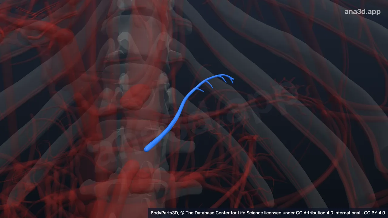 Model 3D: Arteri suprarenalis media kiri