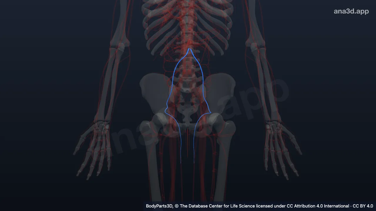 3D model: testicular artery