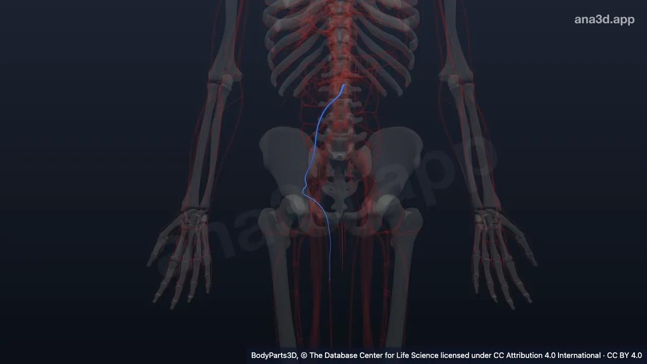 Model 3D: Arteri testikularis kanan