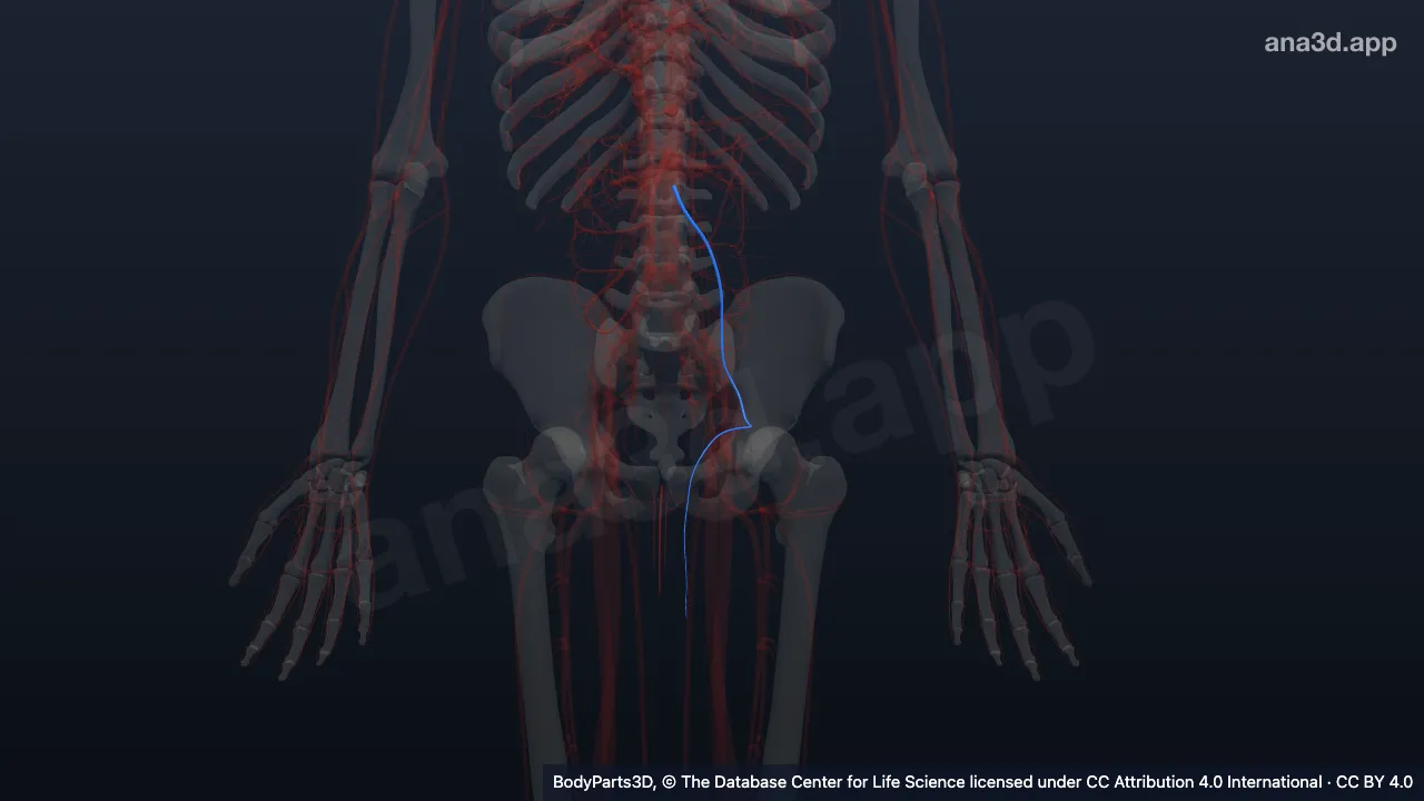 Modelo 3D: Artéria testicular esquerda