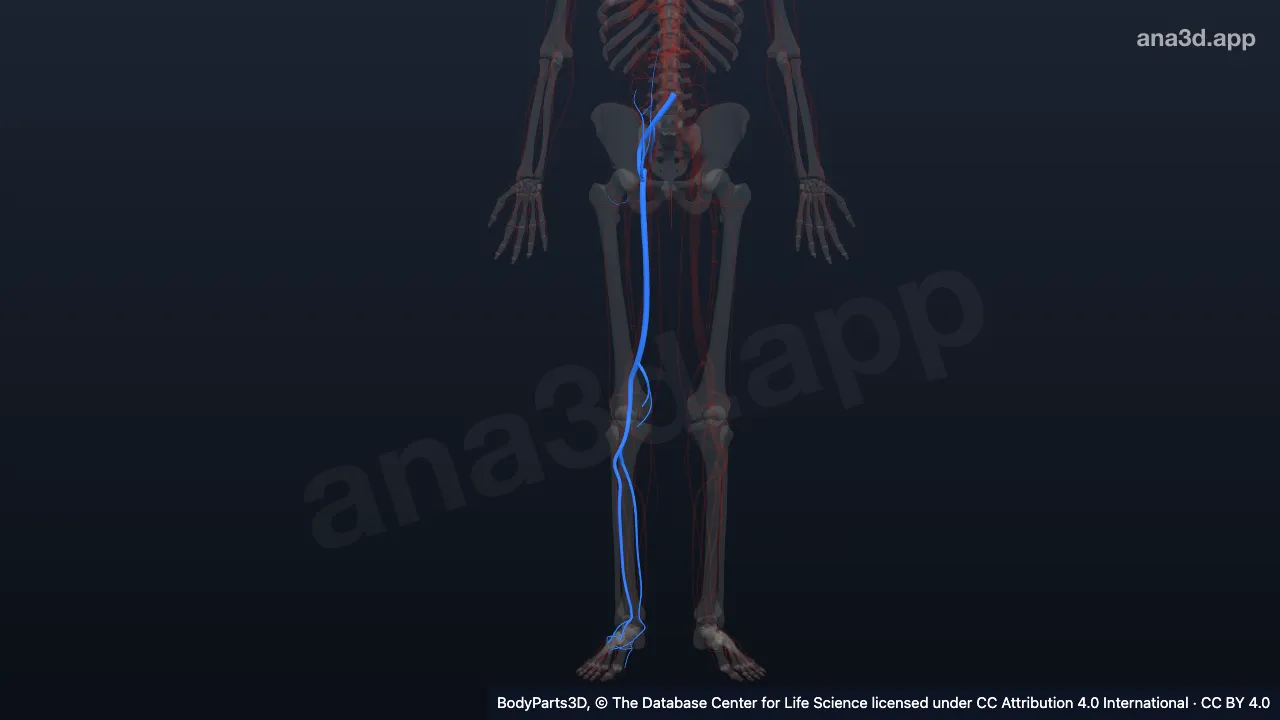 3D model: right common iliac artery