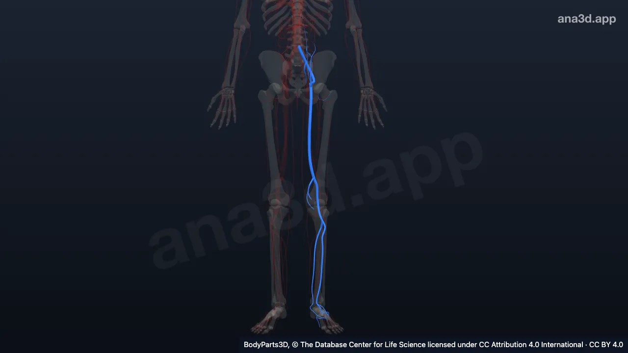 Model 3D: Arteri iliaka komunis kiri