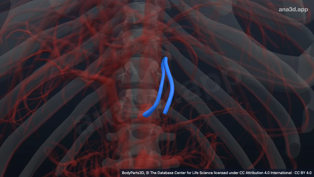 Modèle 3D : Artère gastrique gauche