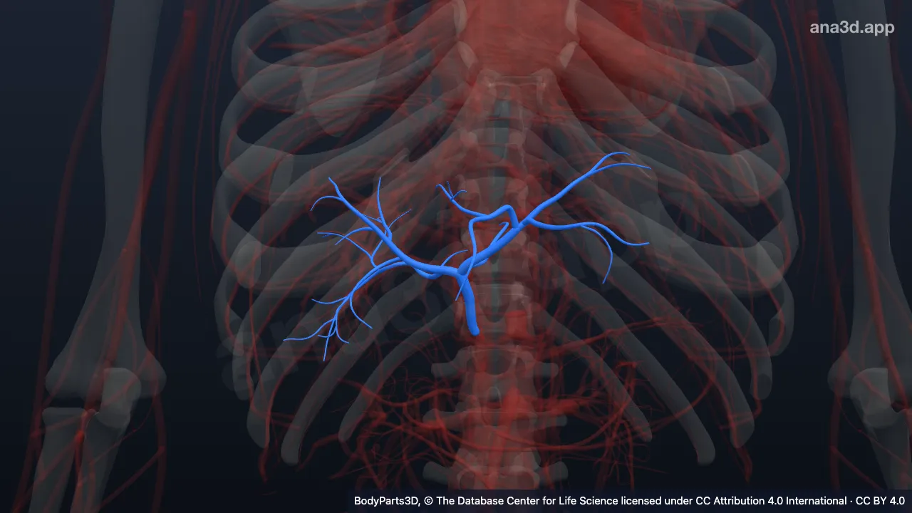 3D model: hepatic artery proper