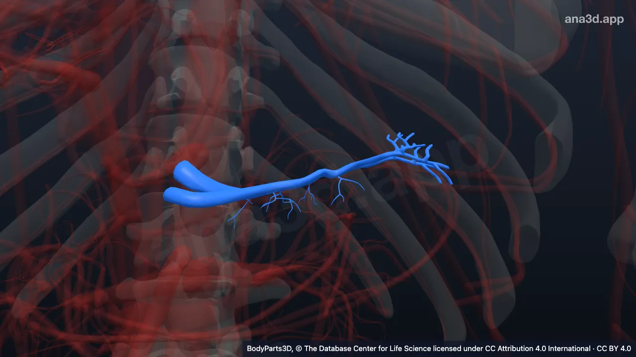 3D model: splenic artery