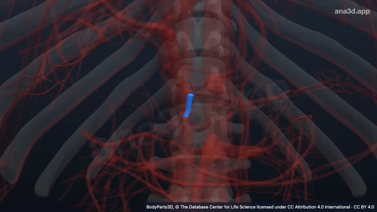 3D model: gastroduodenal artery