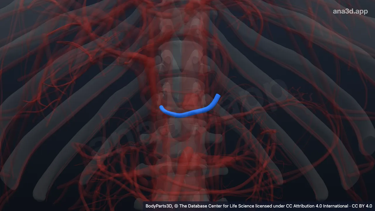 Modèle 3D : Artère gastrique droite