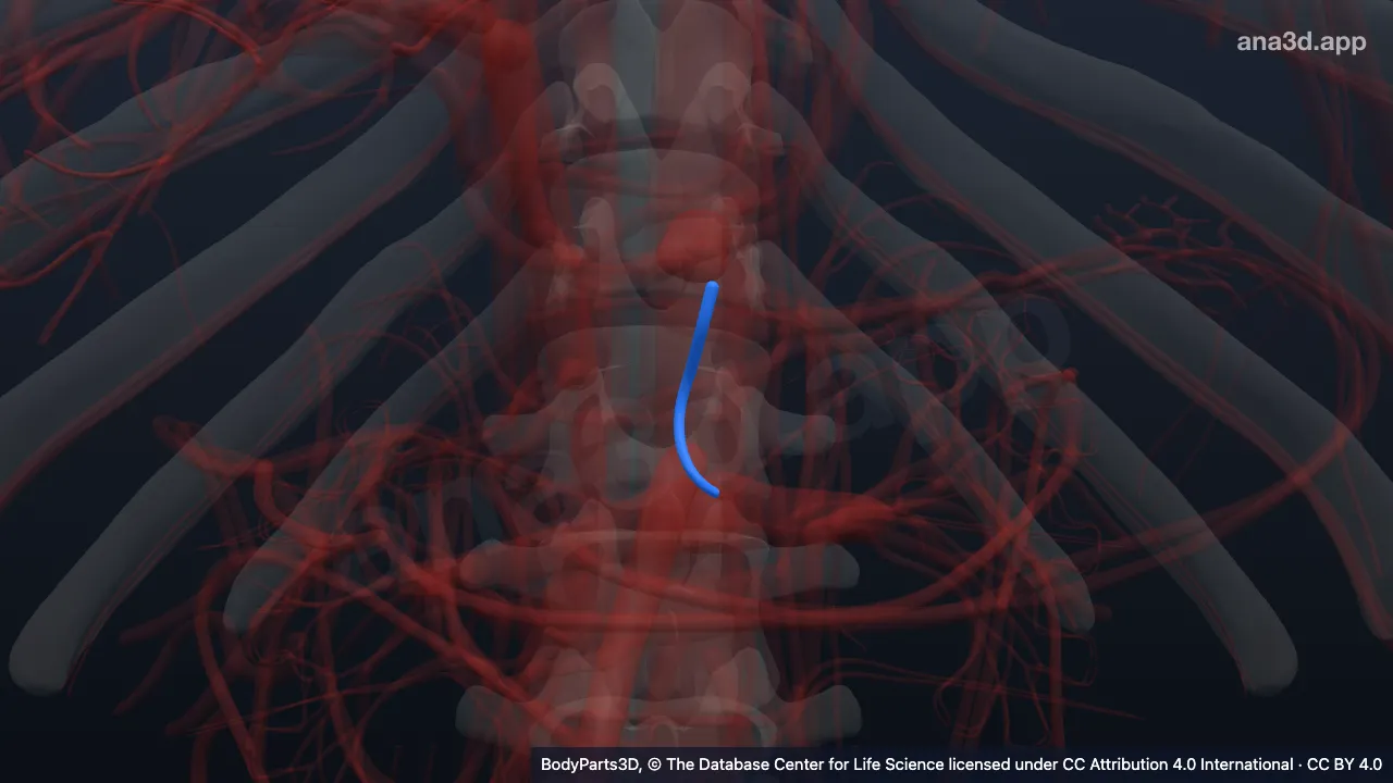 Model 3D: Arteri pankreatika dorsalis