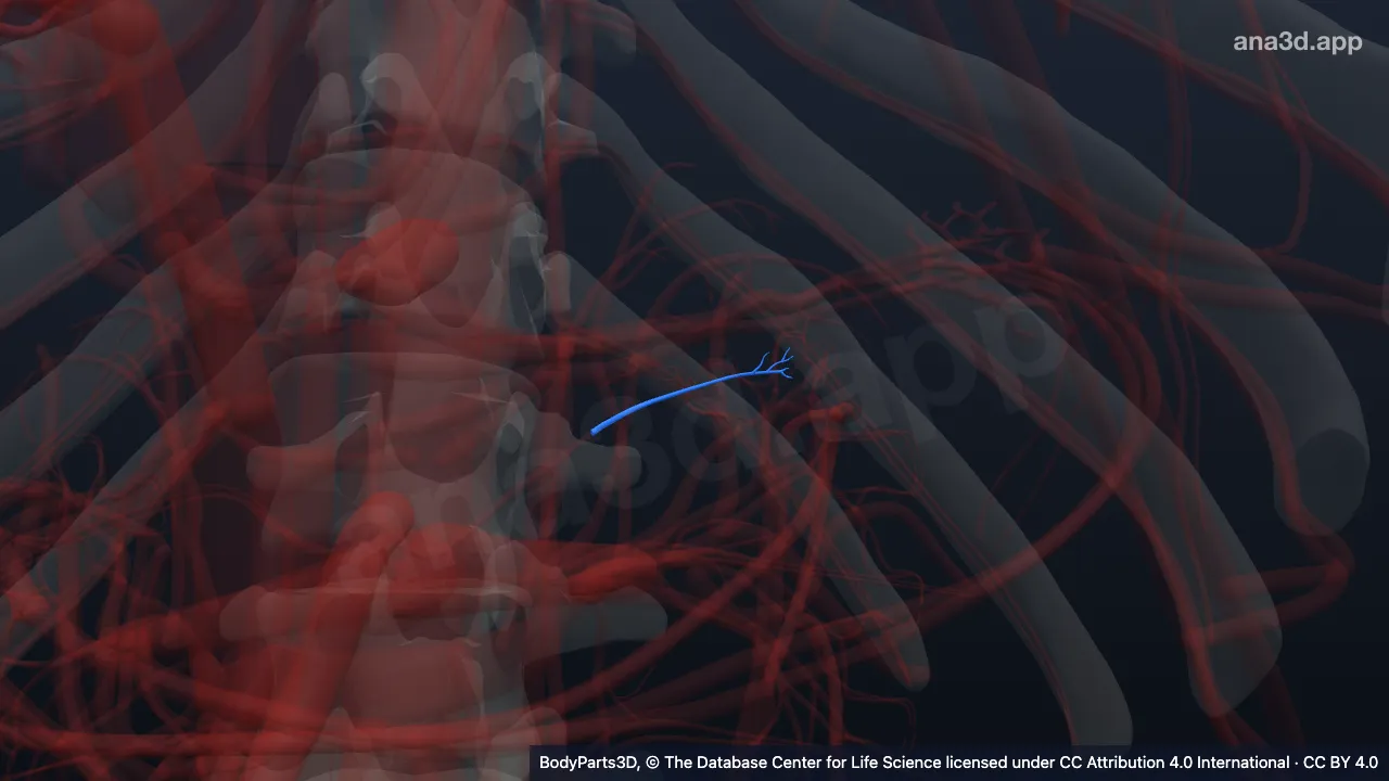 3D model: caudal pancreatic artery