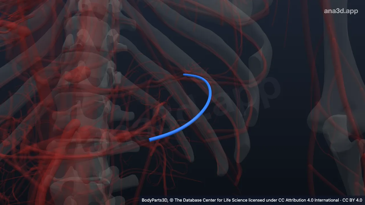 Modelo 3D: Arteria gastro-omental izquierda