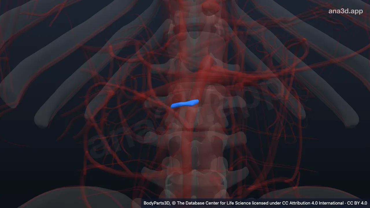 3D model: inferior pancreaticoduodenal artery