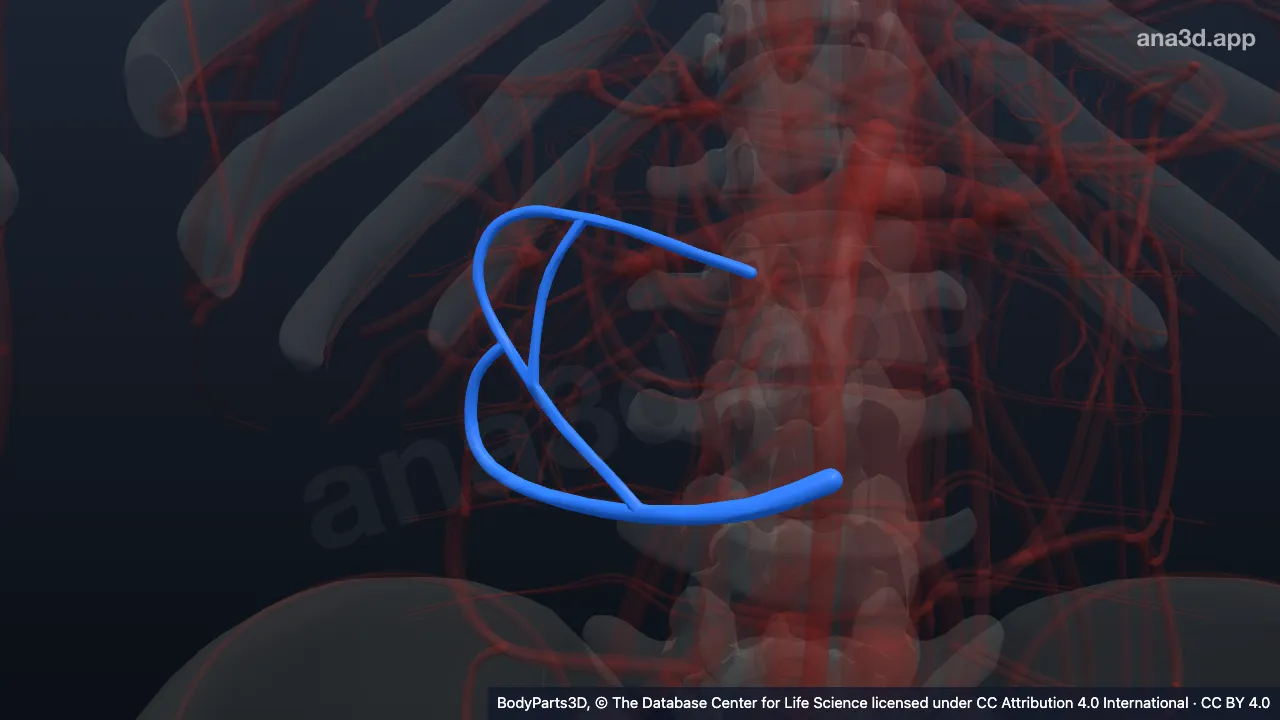 3D-Modell: Rechte Arteria colica