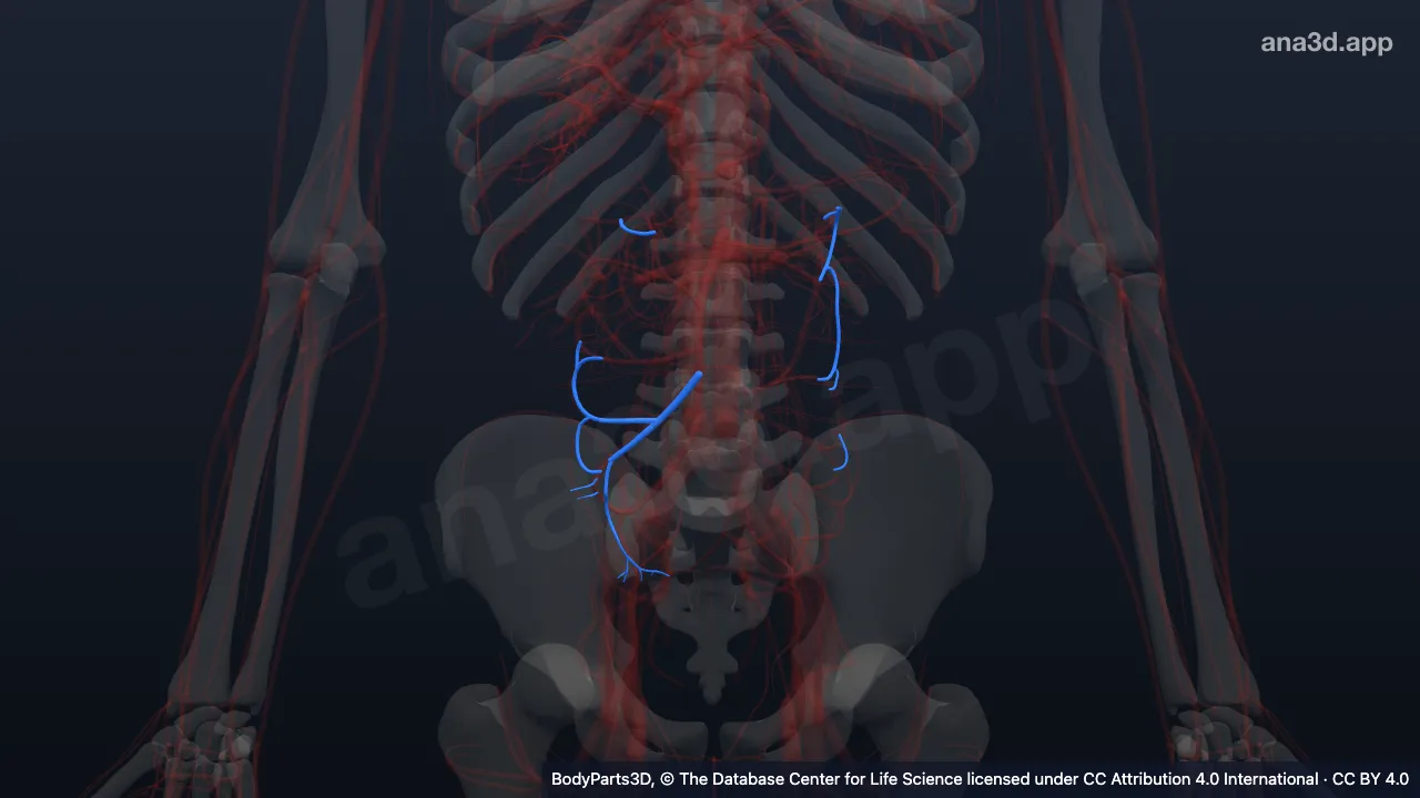 3D model: ileocolic artery