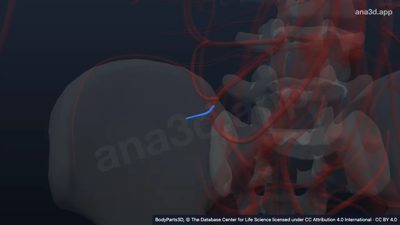 3D model: anterior cecal artery