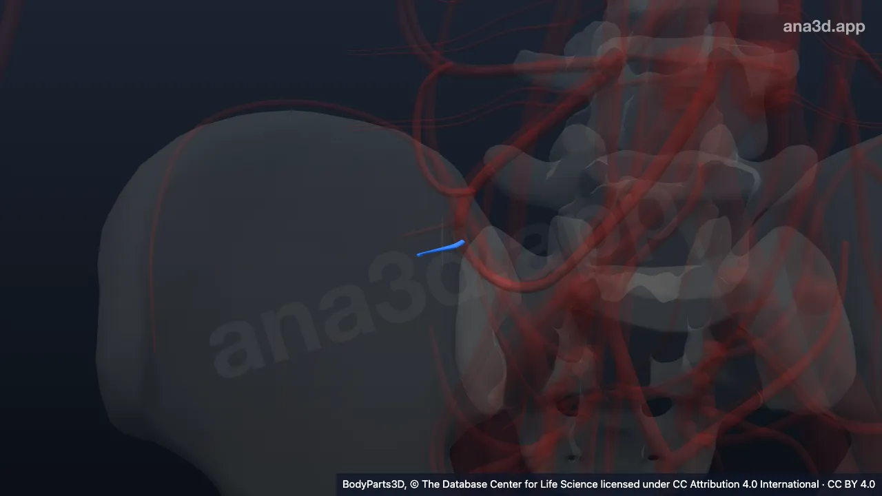 3D-Modell: Arteria caecalis posterior