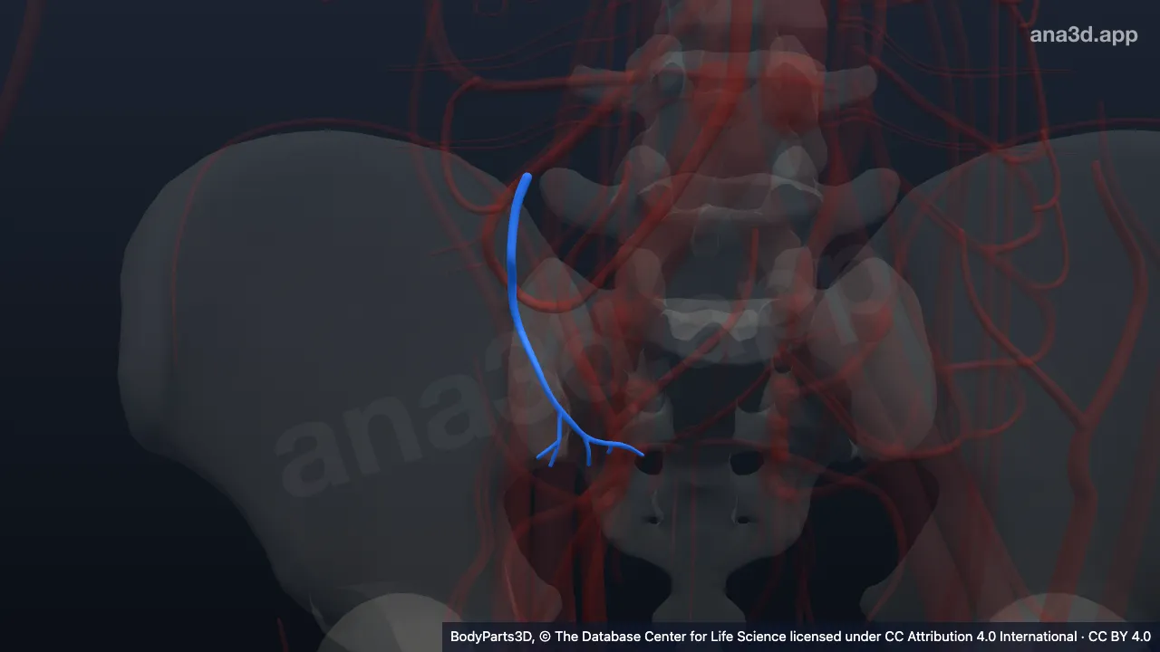 Modelo 3D: Arteria apendicular