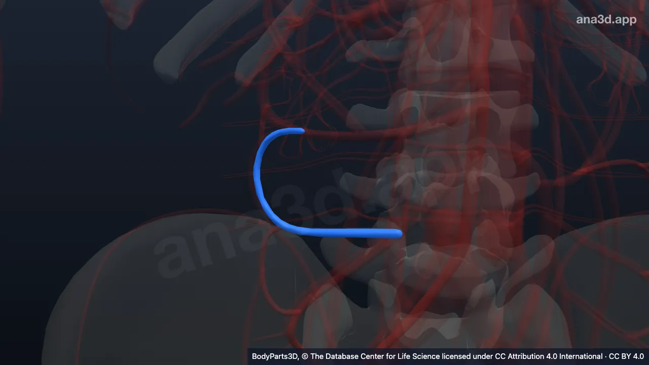 3D model: ascending branch of inferior branch of ileocolic artery