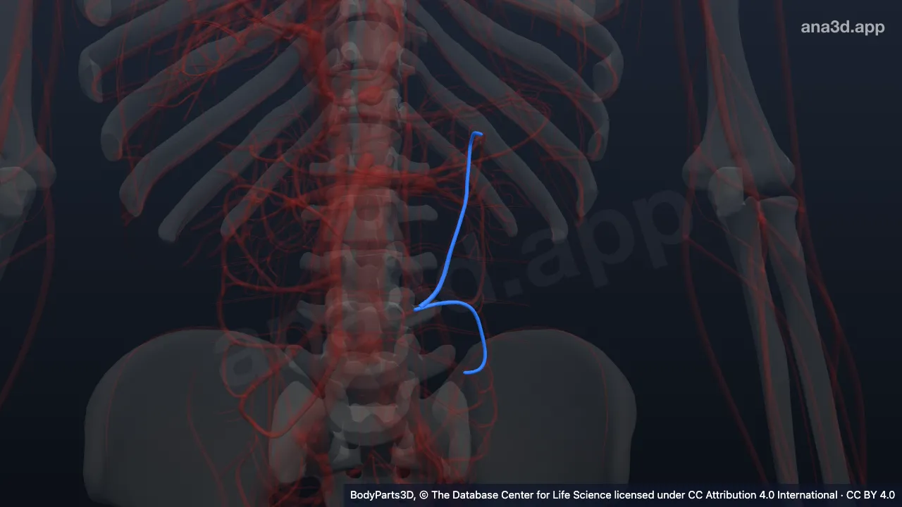 3D-Modell: Stamm eines Astes der Arteria mesenterica inferior