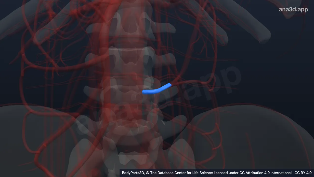 3D-Modell: Linke Arteria colica