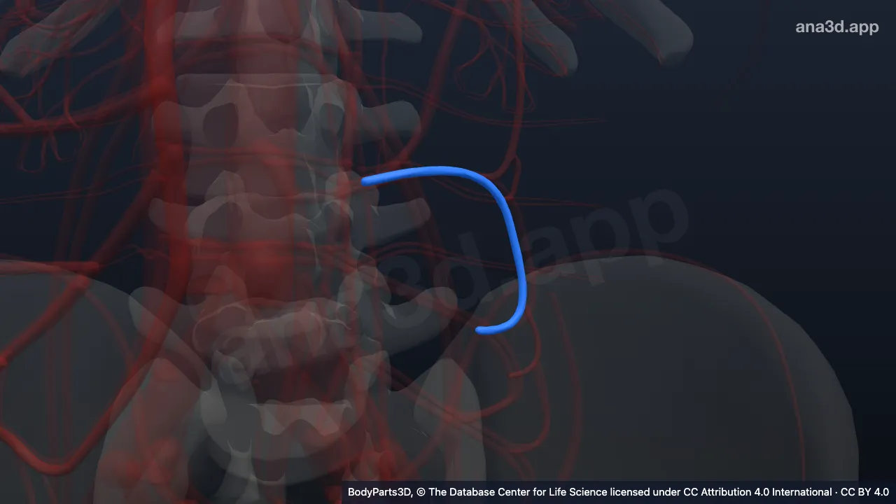 3D-Modell: Ramus descendens der linken Arteria colica