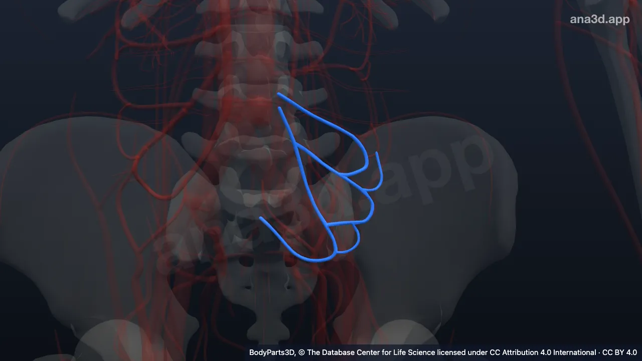 3D-Modell: Arteriae sigmoideae