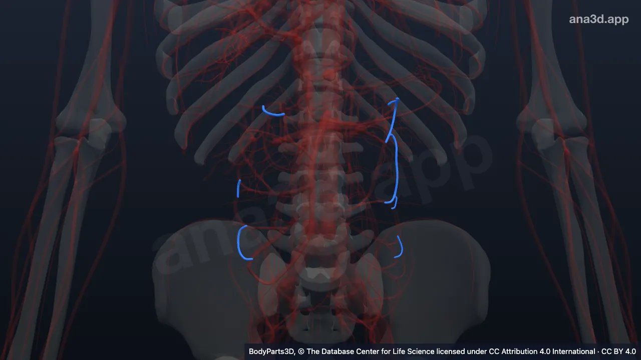 3D-Modell: Arteria marginalis des Kolons