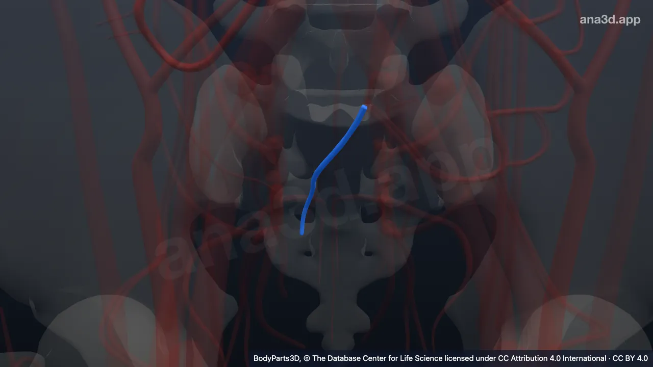 3D-Modell: Arteria rectalis superior