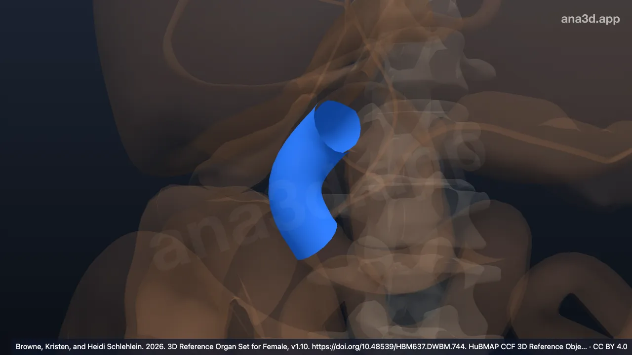 Modelo 3D: Porción descendente del duodeno