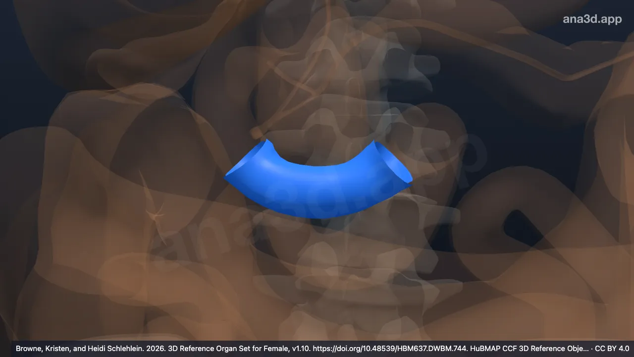 Modelo 3D: Parte horizontal do duodeno