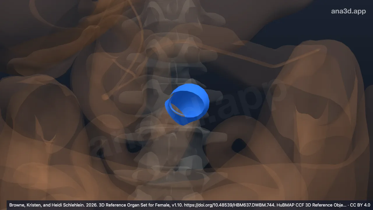 Modelo 3D: Parte ascendente do duodeno